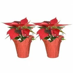 Best Pirce ⌛ Costa Farms 1 pt. Fresh Red Poinsettia with Red Pot Cover (Live 2-Pack) 🤩