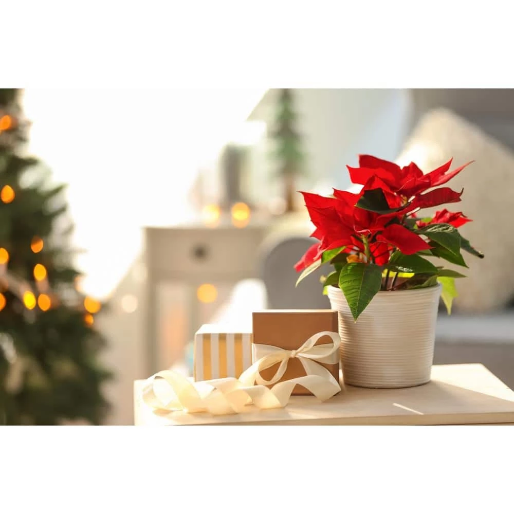 Best Pirce ⌛ Costa Farms 1 pt. Fresh Red Poinsettia with Red Pot Cover (Live 2-Pack) 🤩 - Image 3