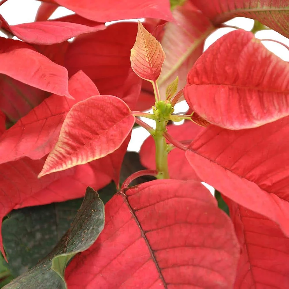 Best Pirce ⌛ Costa Farms 1 pt. Fresh Red Poinsettia with Red Pot Cover (Live 2-Pack) 🤩 - Image 2