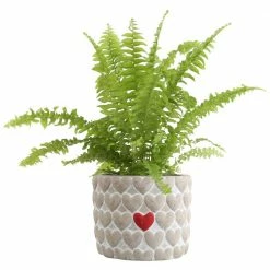 Wholesale 🤩 Costa Farms Fern Plant in 4 in Heart Ceramic Pot 🛒