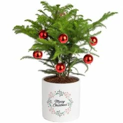 Deals 😉 Costa Farms Norfolk Island Pine Plant in 6 in. White Ceramic Planter ❤️