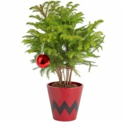 Hot Sale 🎉 Costa Farms Norfolk Island Pine Plant in 4 in. Red Pot Cover ⭐