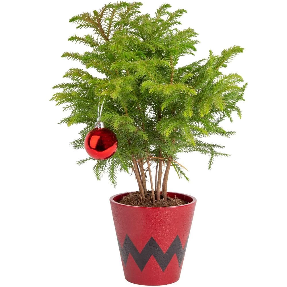 Hot Sale ๐ Costa Farms Norfolk Island Pine Plant in 4 in. Red Pot Cover โญ