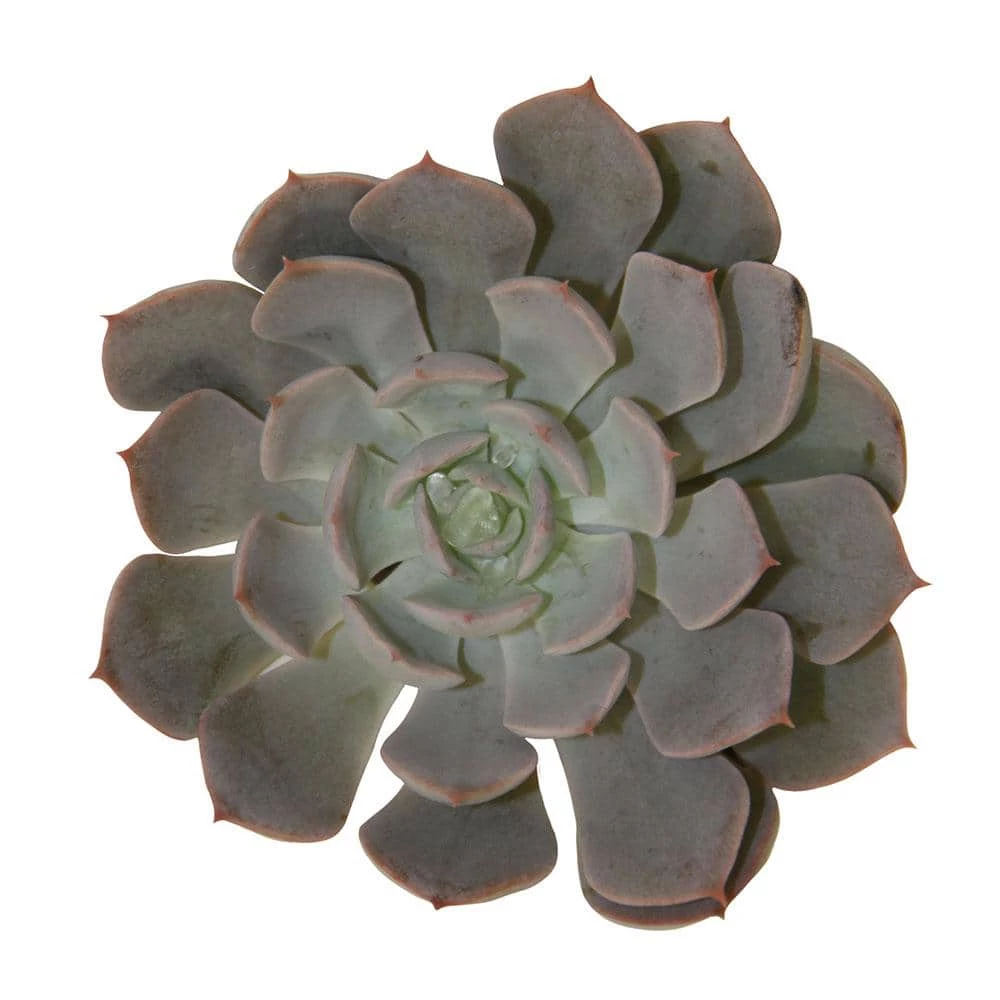 Cheapest โ Costa Farms Small Succulents Assorted Echeveria in 2.5 in. Grower Pot (4 pack) โ๏ธ - Image 6