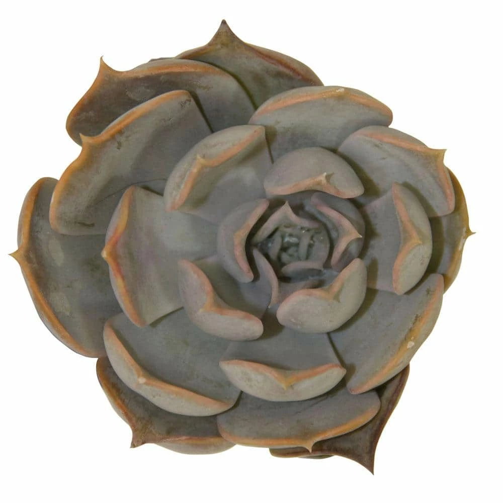 Cheapest โ Costa Farms Small Succulents Assorted Echeveria in 2.5 in. Grower Pot (4 pack) โ๏ธ - Image 4
