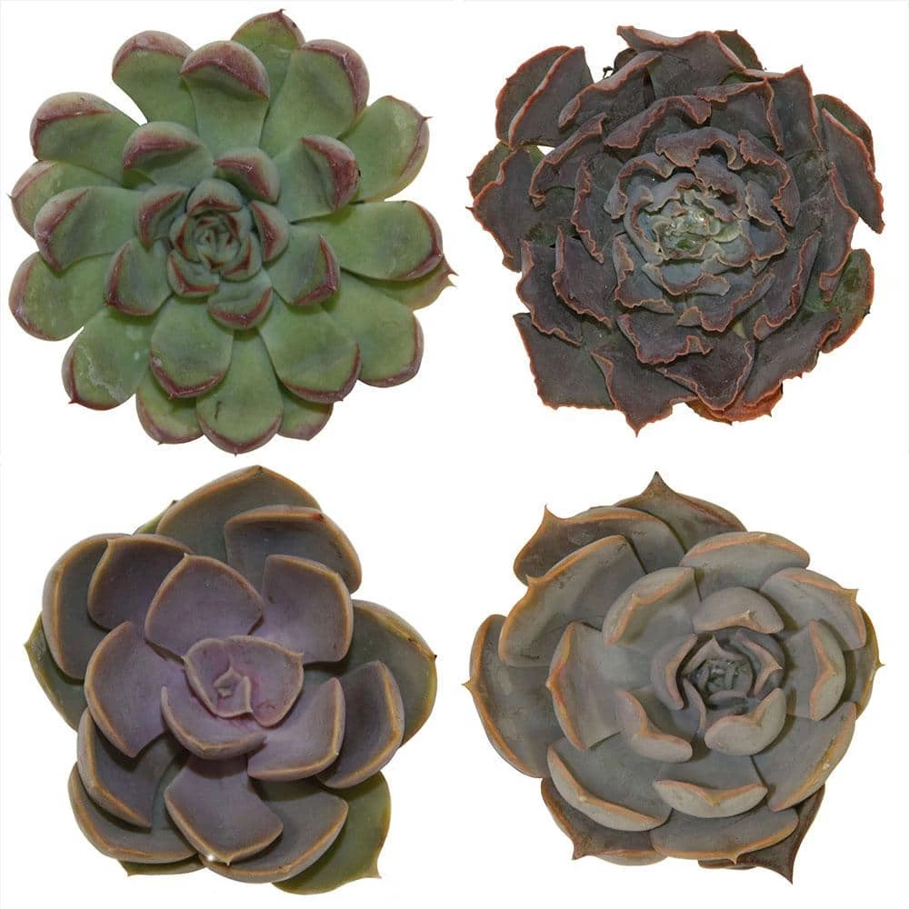 Cheapest โ Costa Farms Small Succulents Assorted Echeveria in 2.5 in. Grower Pot (4 pack) โ๏ธ