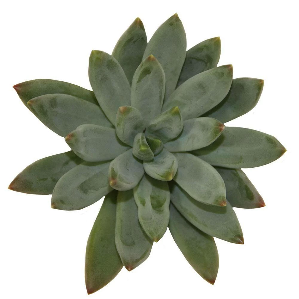 Cheapest โ Costa Farms Small Succulents Assorted Echeveria in 2.5 in. Grower Pot (4 pack) โ๏ธ - Image 8