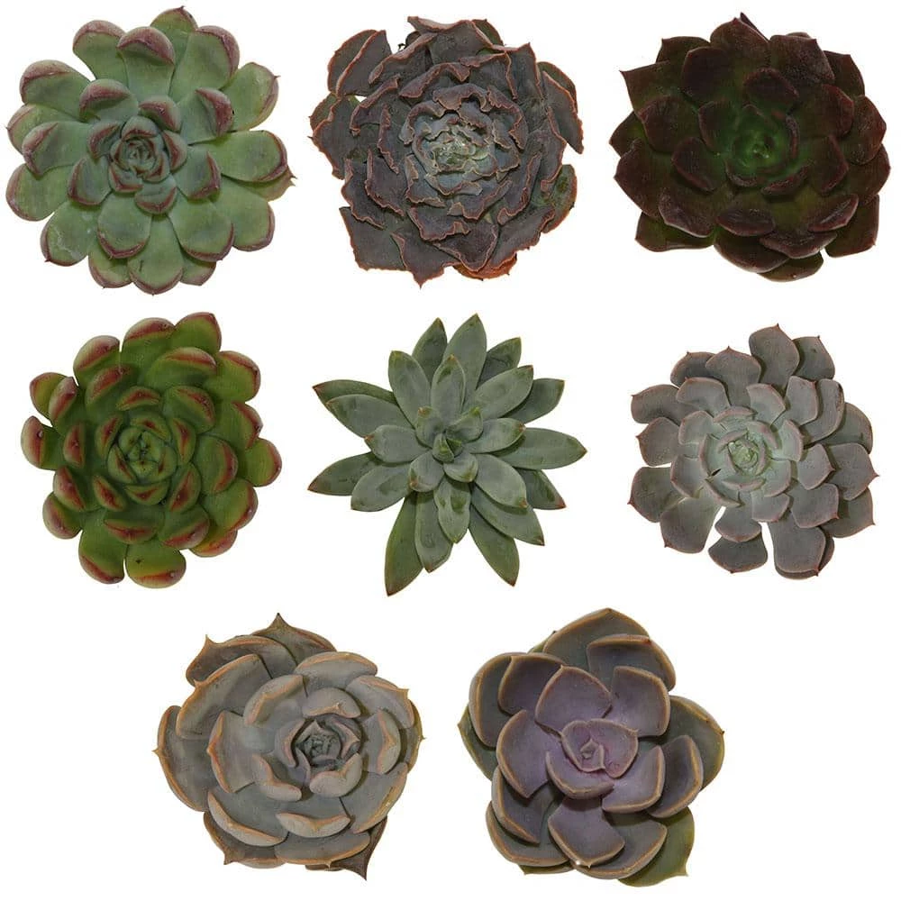 Cheapest โ Costa Farms Small Succulents Assorted Echeveria in 2.5 in. Grower Pot (4 pack) โ๏ธ - Image 2