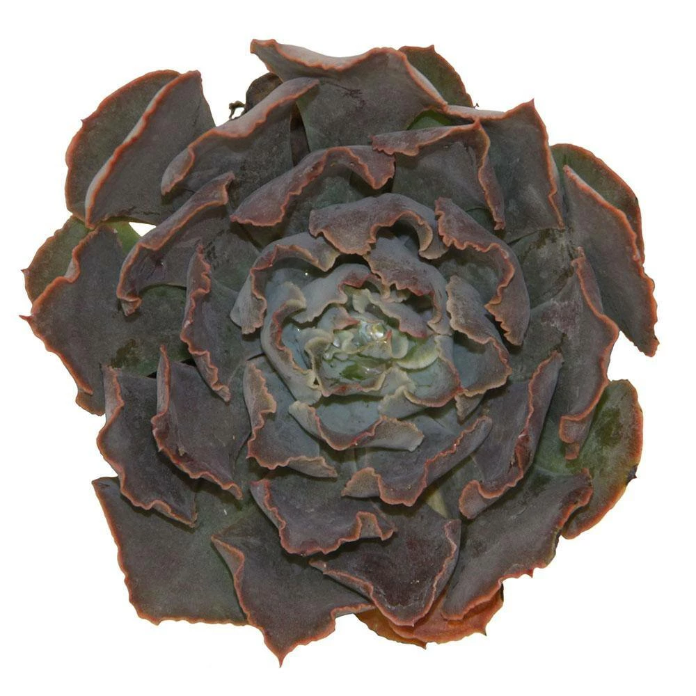 Cheapest โ Costa Farms Small Succulents Assorted Echeveria in 2.5 in. Grower Pot (4 pack) โ๏ธ - Image 3