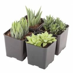 Best deal 🧨 Costa Farms Small Succulents Haworthia Assorted in 2.5 in. Grower Pot (4 pack) 💯