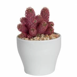 Deals 😀 Costa Farms Pink Desert Gems in 4 in. White Ceramic 🧨