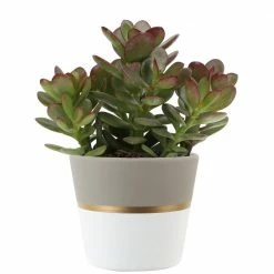 Budget ๐ Costa Farms 4 in. Jade Crassula Plant in Ceramic Pot ๐คฉ