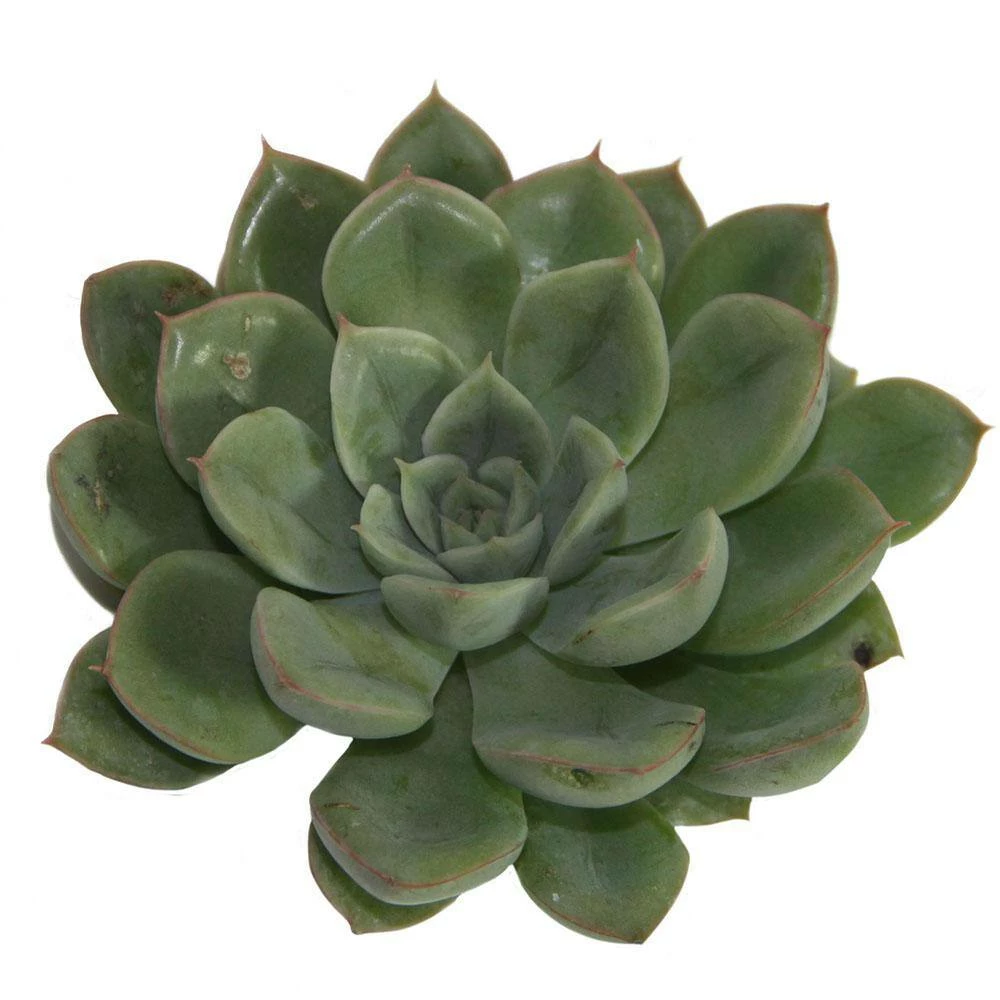 Hot Sale ๐ฏ Costa Farms Echeveria Succulent Assortment in 4in Grower Pot (3 pack) ๐ - Image 5