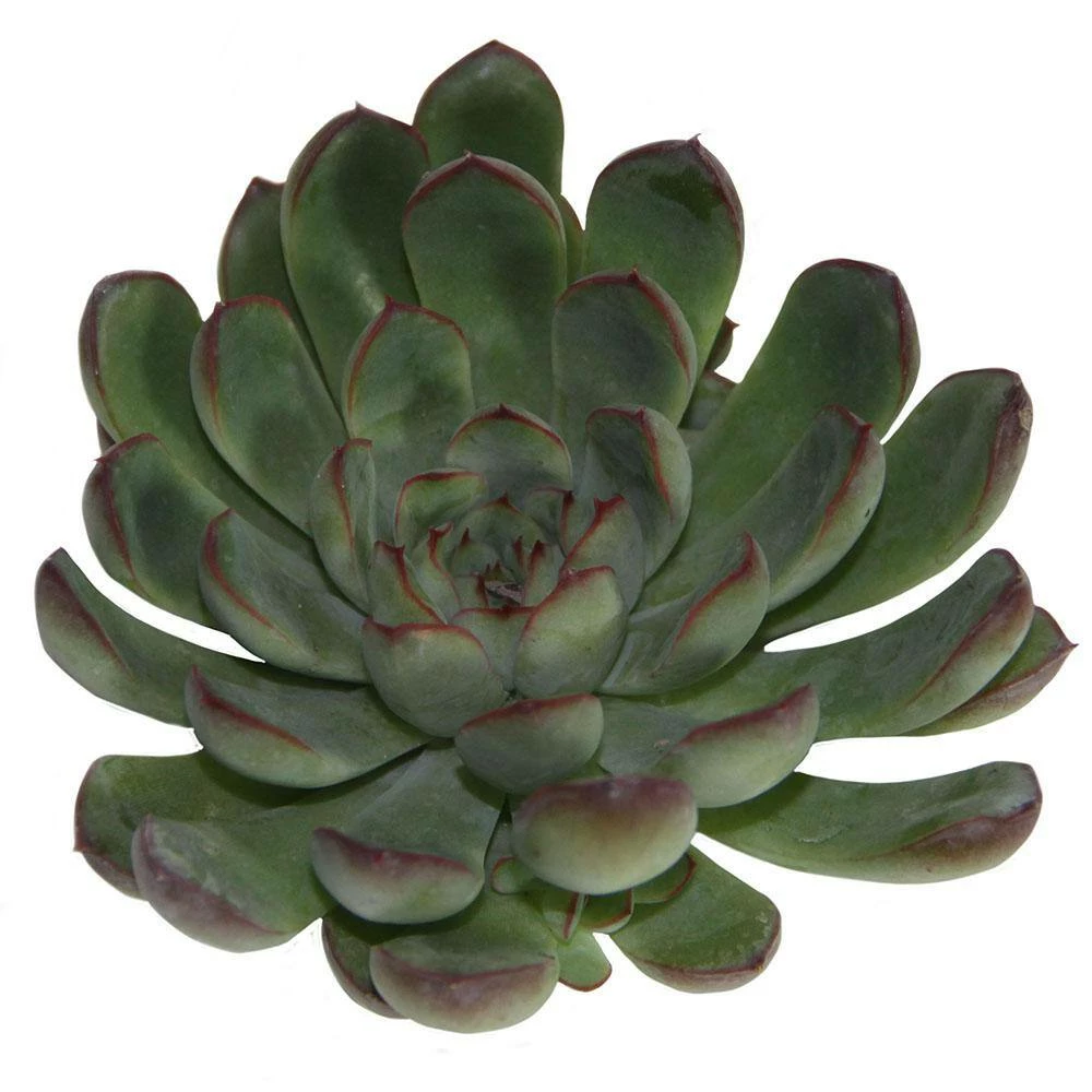 Hot Sale ๐ฏ Costa Farms Echeveria Succulent Assortment in 4in Grower Pot (3 pack) ๐ - Image 3