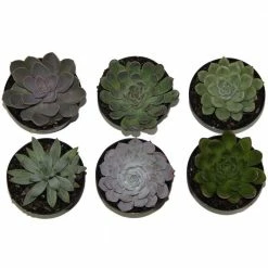 Hot Sale 💯 Costa Farms Echeveria Succulent Assortment in 4in Grower Pot (3 pack) 😍