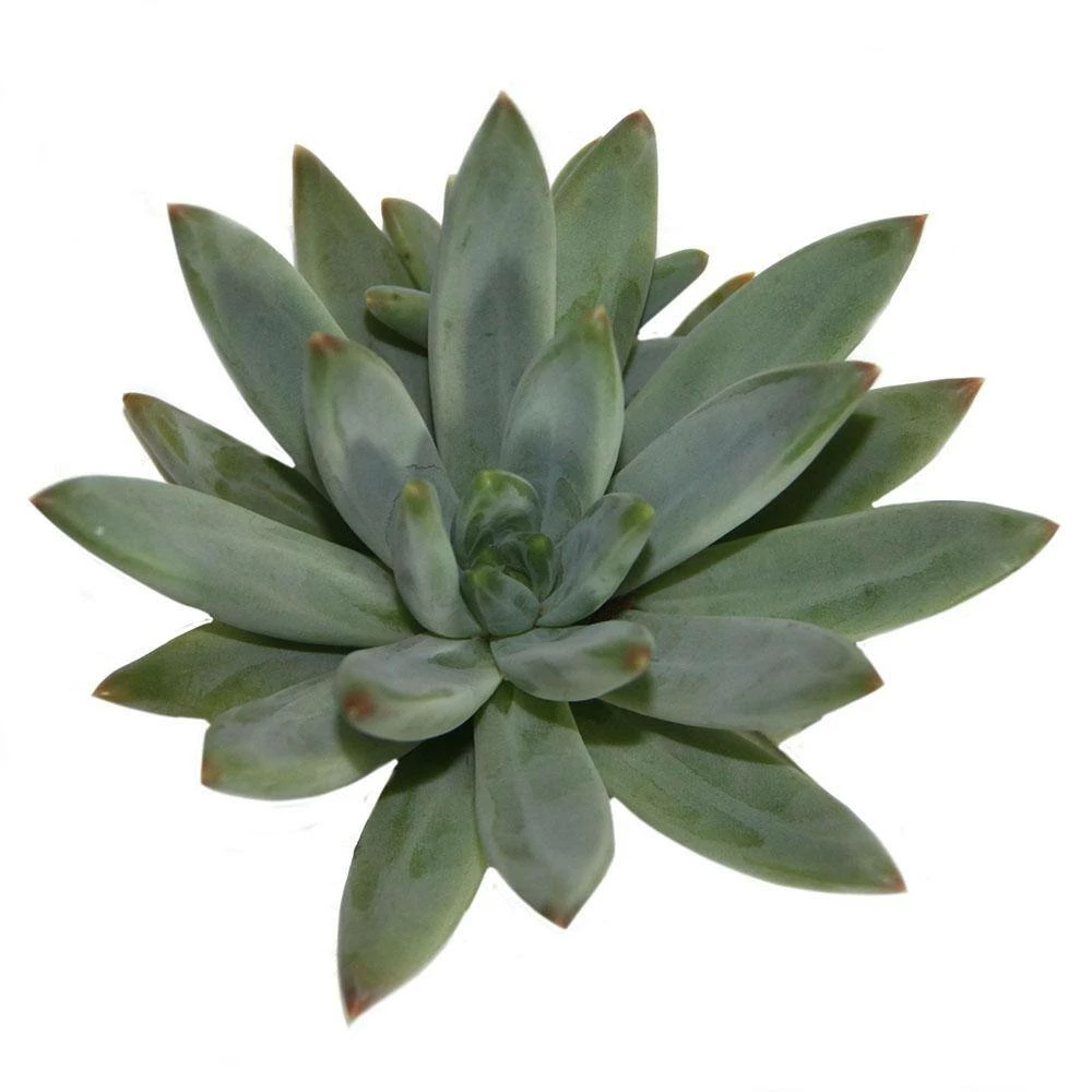 Hot Sale ๐ฏ Costa Farms Echeveria Succulent Assortment in 4in Grower Pot (3 pack) ๐ - Image 7