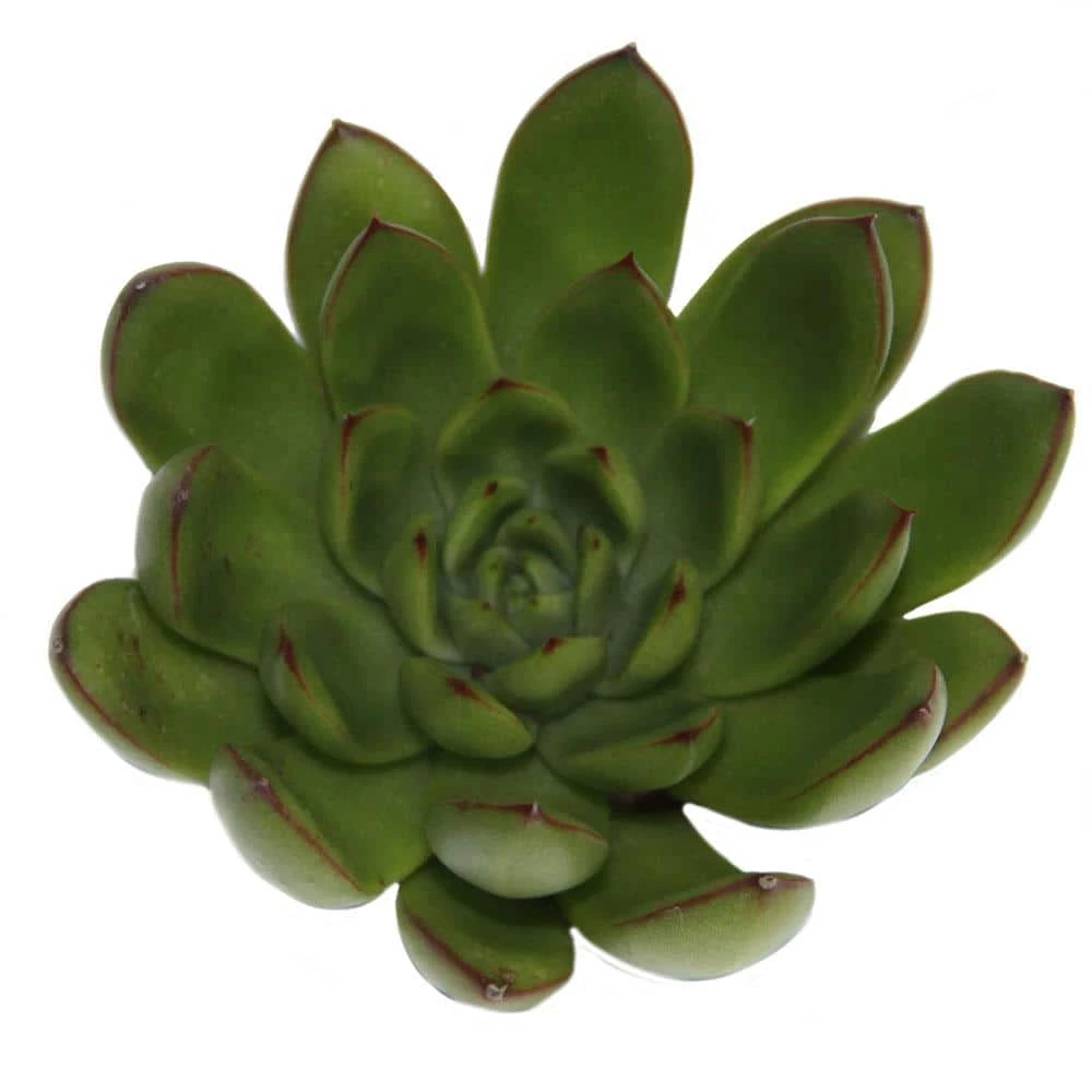 Hot Sale ๐ฏ Costa Farms Echeveria Succulent Assortment in 4in Grower Pot (3 pack) ๐ - Image 6