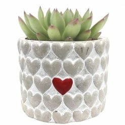Hot Sale โค๏ธ Costa Farms Echeveria Succulent in 4 in. Decor Planter ๐