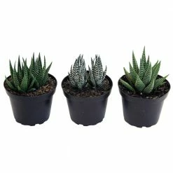Coupon 🥰 Costa Farms Haworthia Succulent Assortment in 4 in. Grower Pot (3-Pack) 🛒