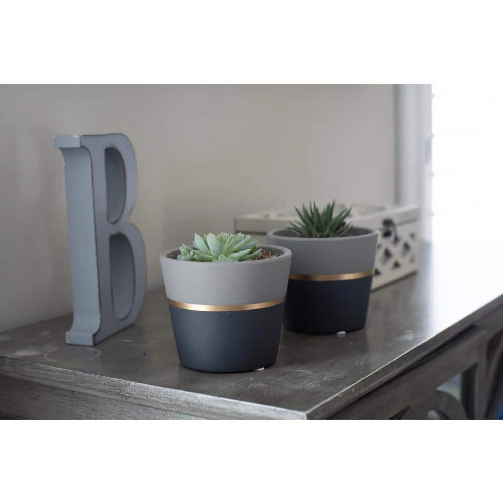 Buy ๐ฅฐ Costa Farms Haworthia Succulent in 4 in. Charcoal Modern Ceramic Planter โจ - Image 3