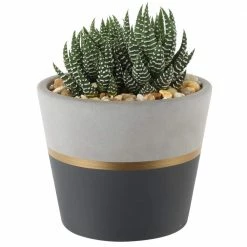 Buy ๐ฅฐ Costa Farms Haworthia Succulent in 4 in. Charcoal Modern Ceramic Planter โจ