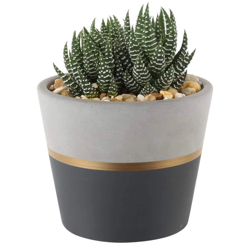 Buy ๐ฅฐ Costa Farms Haworthia Succulent in 4 in. Charcoal Modern Ceramic Planter โจ