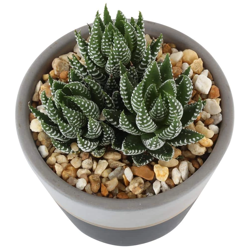 Buy ๐ฅฐ Costa Farms Haworthia Succulent in 4 in. Charcoal Modern Ceramic Planter โจ - Image 2