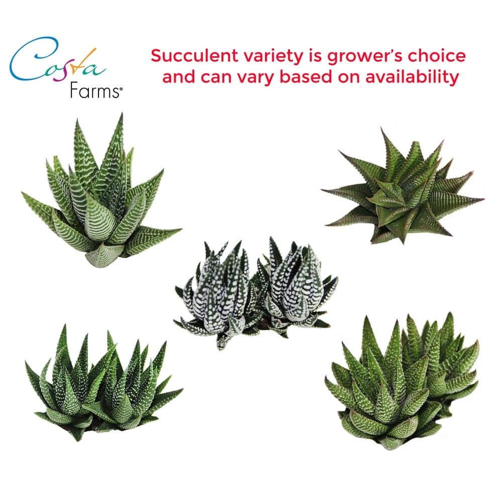 Buy ๐ฅฐ Costa Farms Haworthia Succulent in 4 in. Charcoal Modern Ceramic Planter โจ - Image 6