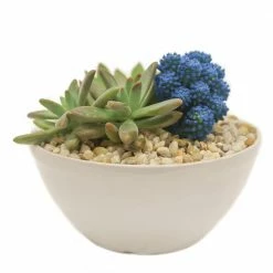 Buy 🛒 Costa Farms Blue Desert Gems Garden in 6 in. Gloss Ceramic Bowl 🧨