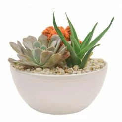 Cheapest ๐ Costa Farms Orange Desert Gems Garden in 6 in. Gloss Ceramic Bowl ๐งจ