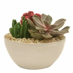 Best reviews of 🤩 Costa Farms Pink Desert Gems Garden in 6 in. Gloss Ceramic Bowl 🔥