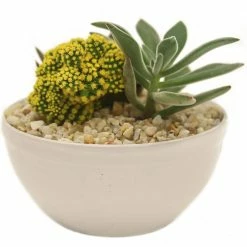 Best deal ❤️ Costa Farms Yellow Desert Gems Garden in 6 in. Gloss Ceramic Bowl 🎉