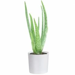 Coupon ✨ Costa Farms 4 in. Aloe in Decor Planter ⌛