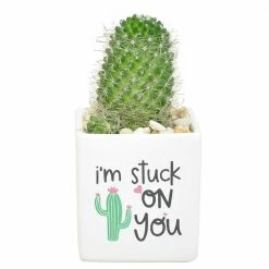 Flash Sale ๐ฅ Costa Farms 2.5 in. Cactus in White Ceramic ๐