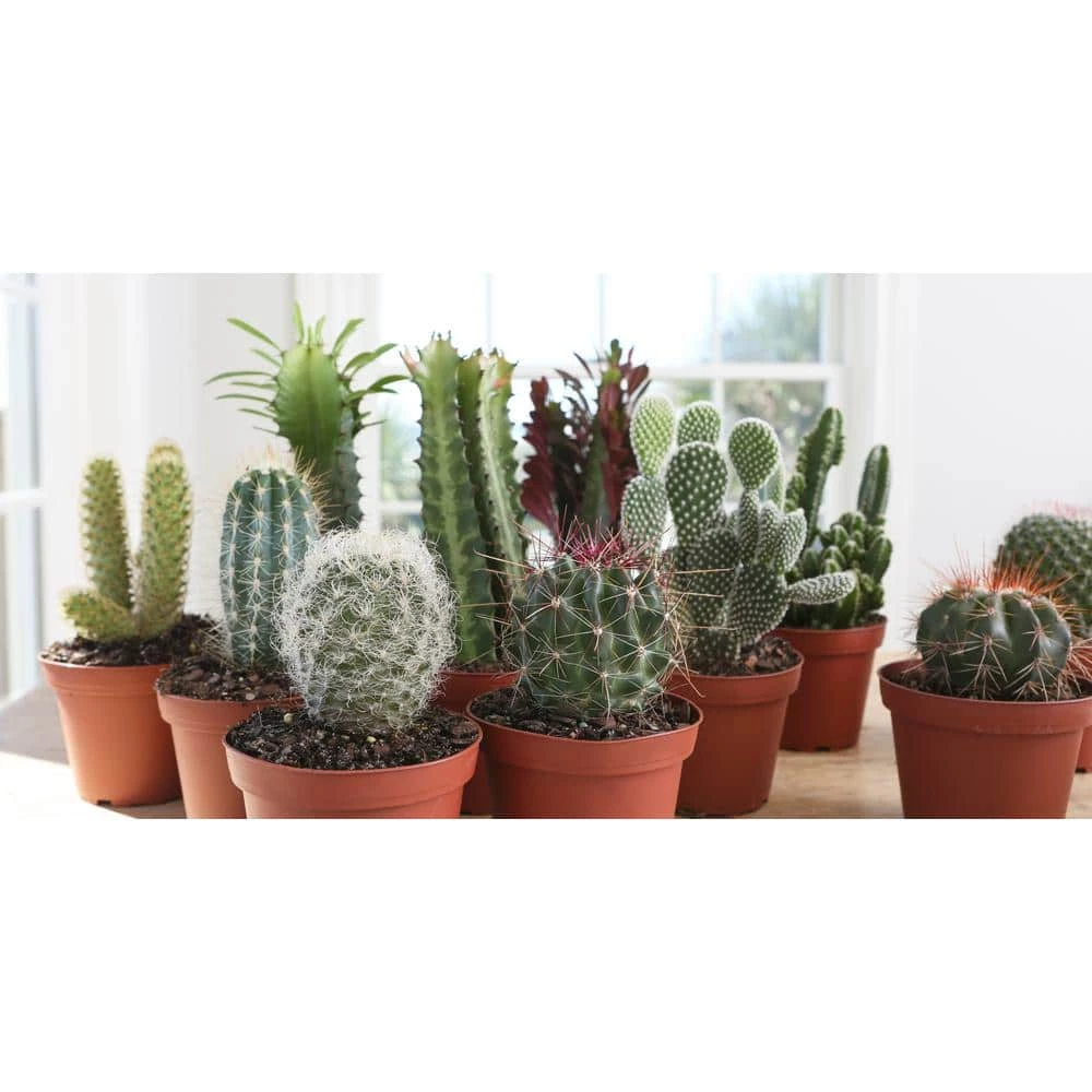 Budget ๐งจ Costa Farms 4 in. Euphorbia Cactus in Grower Pot (3-Pack) ๐คฉ - Image 3
