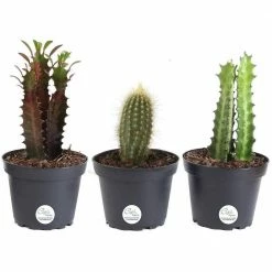 Budget 🧨 Costa Farms 4 in. Euphorbia Cactus in Grower Pot (3-Pack) 🤩