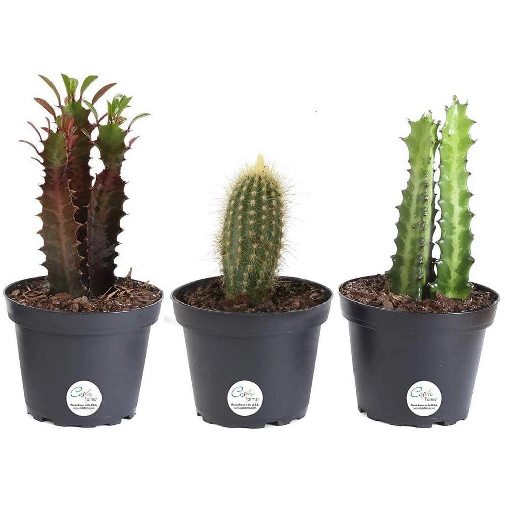 Budget ๐งจ Costa Farms 4 in. Euphorbia Cactus in Grower Pot (3-Pack) ๐คฉ