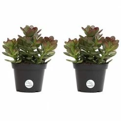 Wholesale 🤩 Costa Farms 4 in. Jade Crassula Succulent in Grower Pot (2-Pack) 🔥