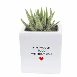 Best Sale 👍 Costa Farms 2.5 in. Grower's Choice Haworthia in Life Would Succ Ceramic ⭐