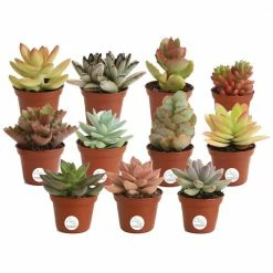 Cheapest โญ Costa Farms 2 in. Mini Unique Succulents in Round Grower Pot (11-Pack) ๐